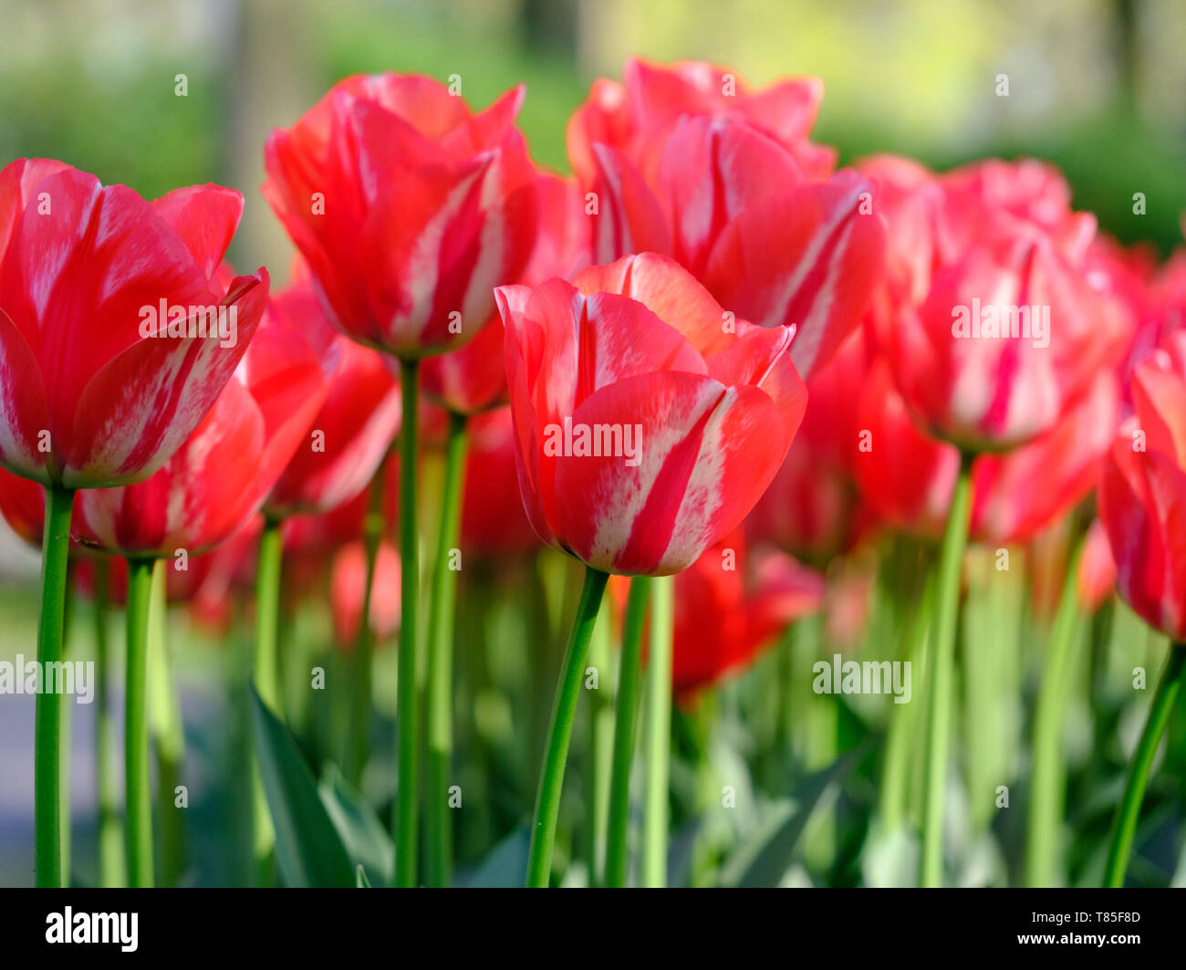 Close up photo of tulips in vivid colours on display at Keukenhof ...