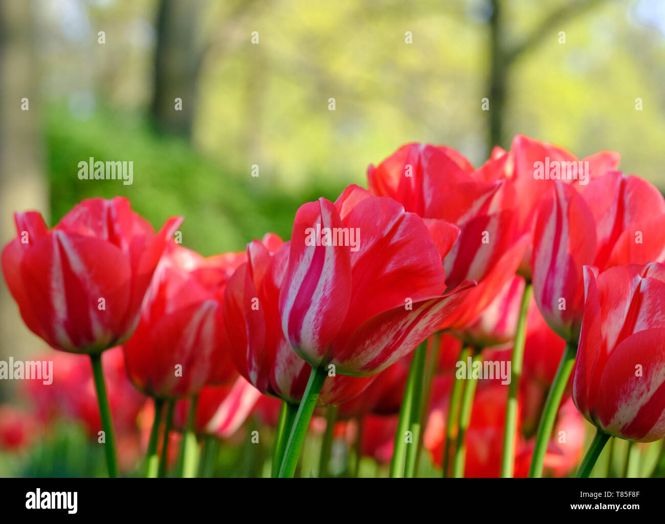 Close up photo of tulips in vivid colours on display at Keukenhof ...