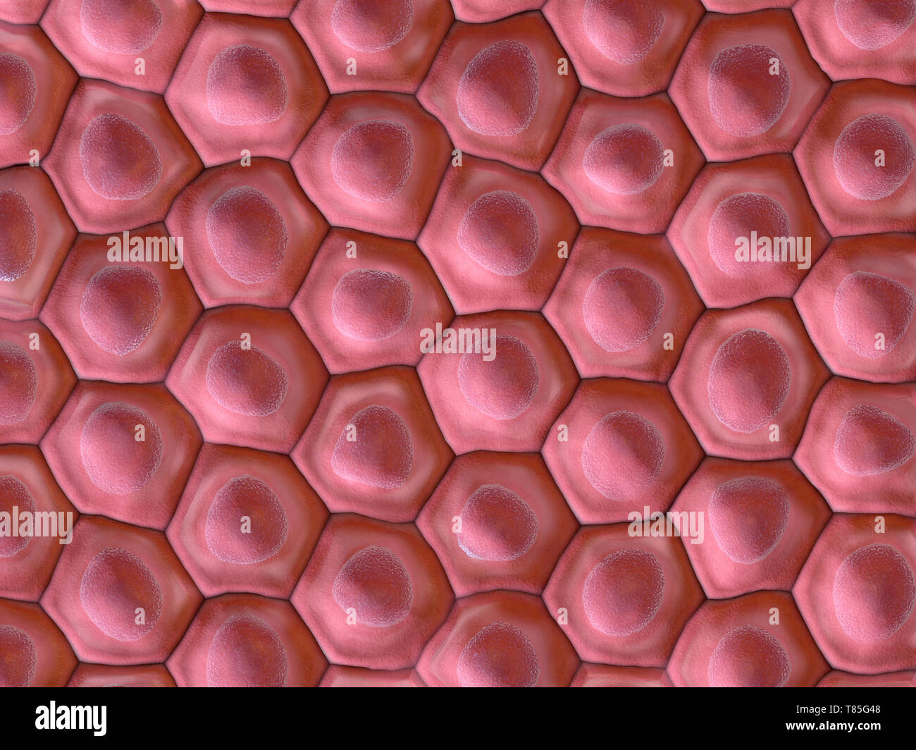 Human skin cells artwork hi-res stock photography and images - Alamy