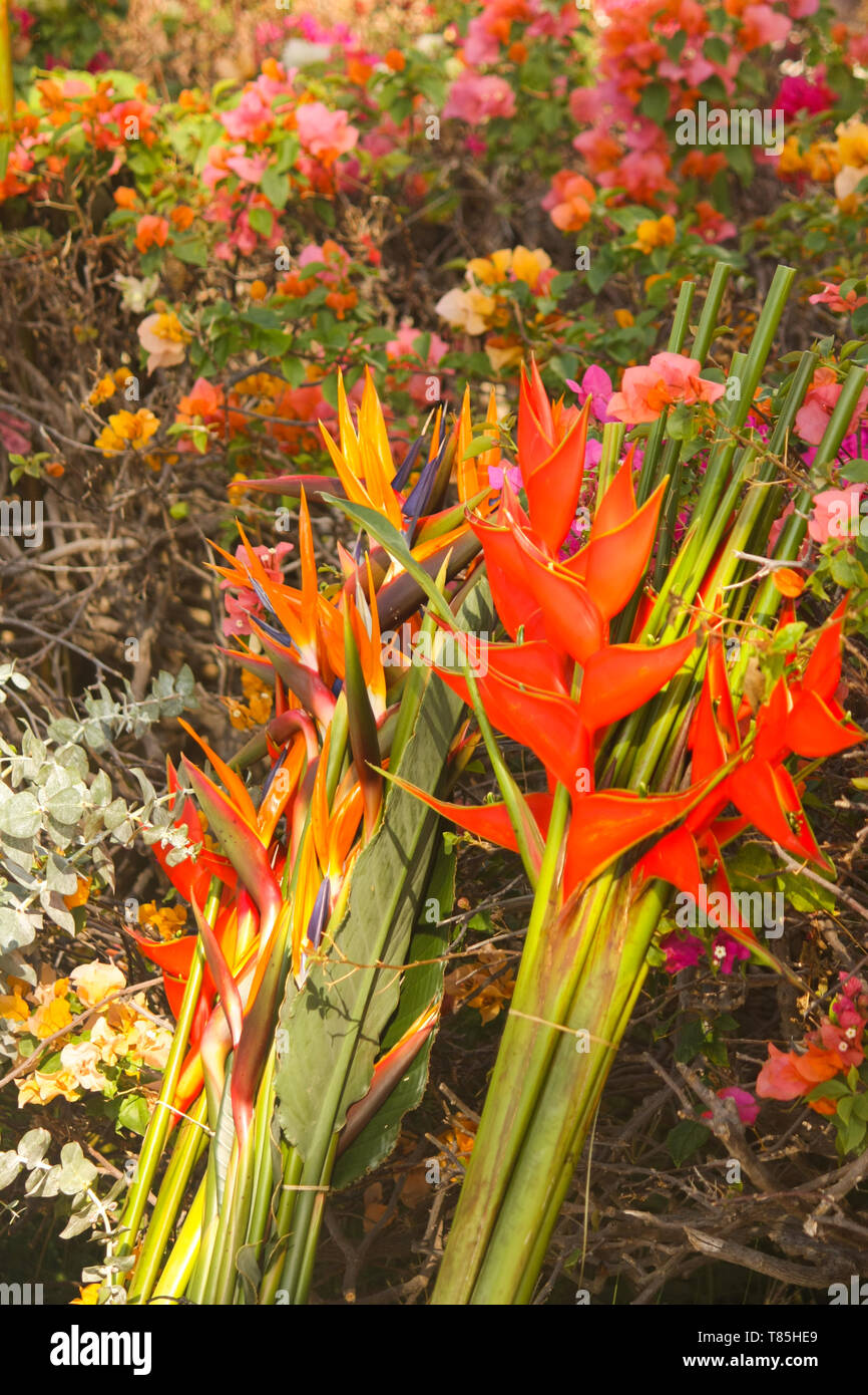 Fresh Cut Tropical Flowers for Sale Stock Photo