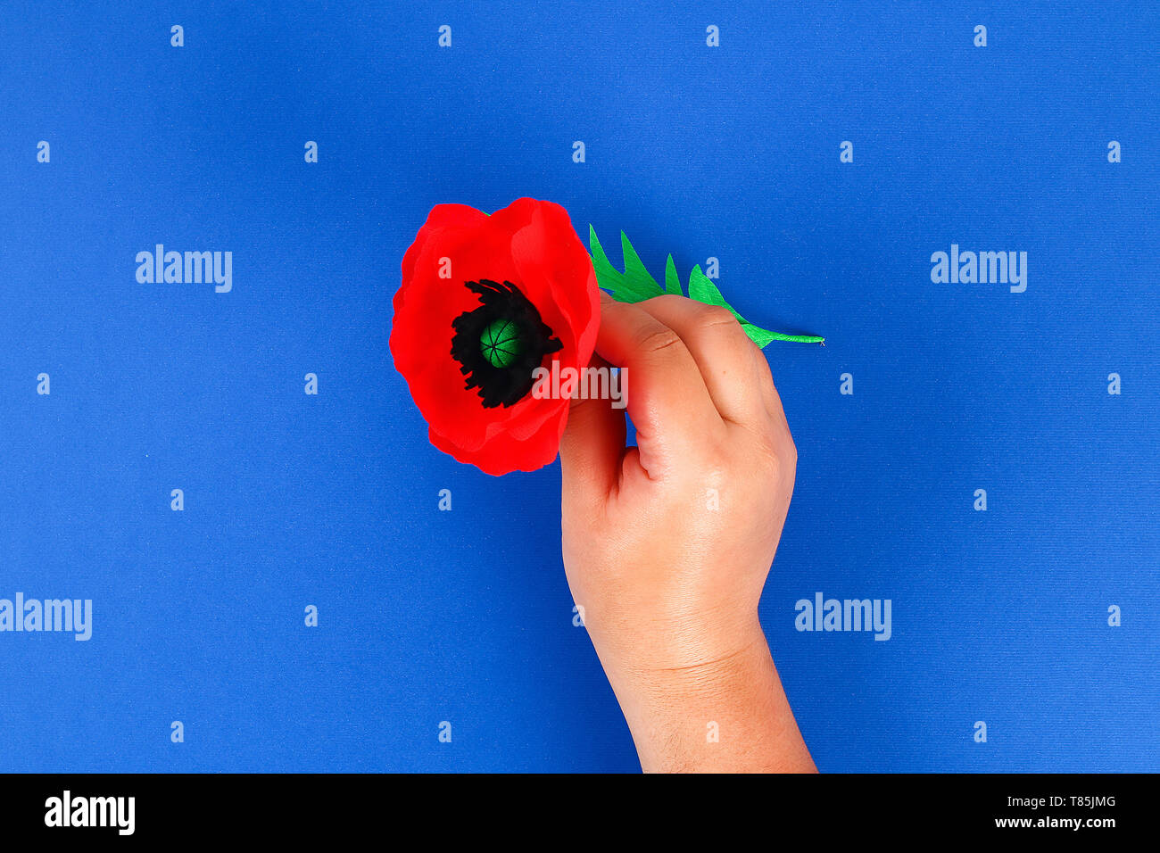 Diy paper red poppy Anzac Day, Remembrance, Remember, Memorial day made of crepe paper on blue background. Symbol war. Gift idea, decor. Step by step. Stock Photo