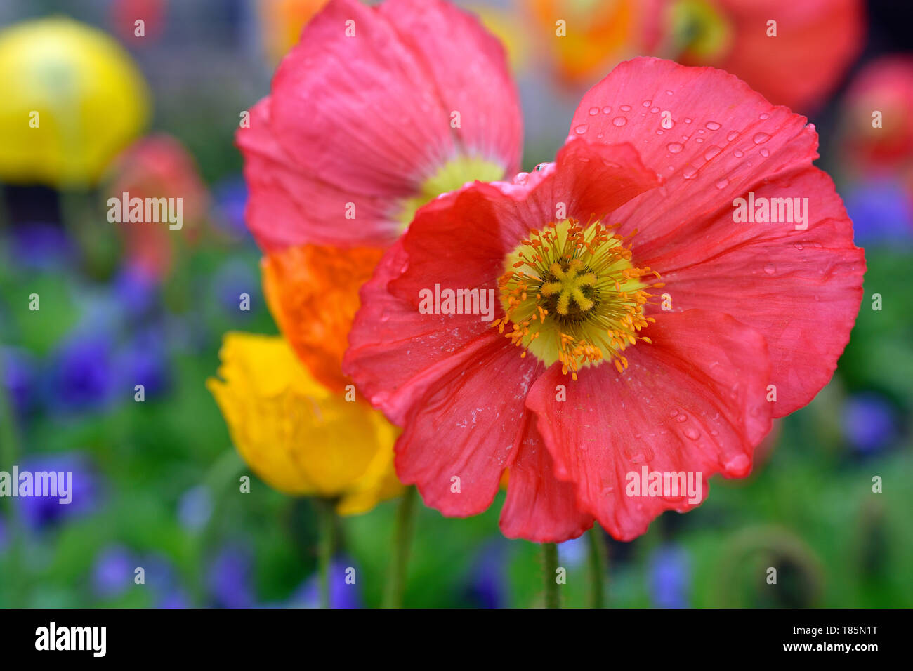 Field poppies after flowering hi-res stock photography and images - Alamy
