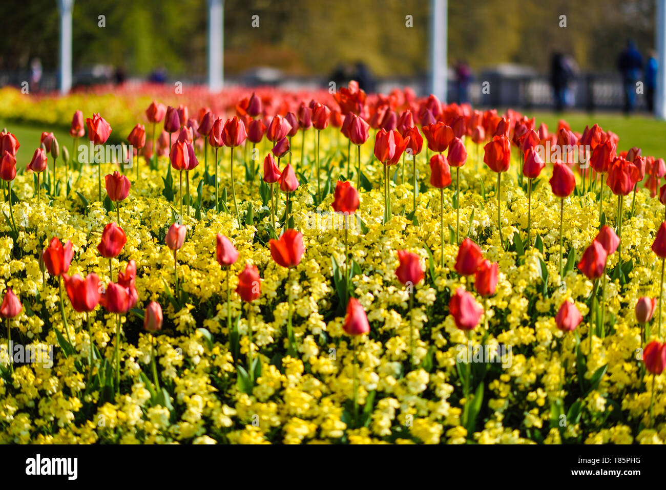 Red tulips near Buckingham Palace in London. Spring flowers. Stock Photo