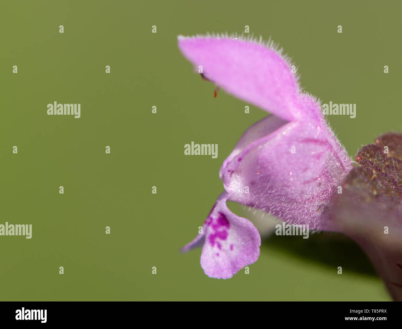 Nettle pollination hires stock photography and images Alamy