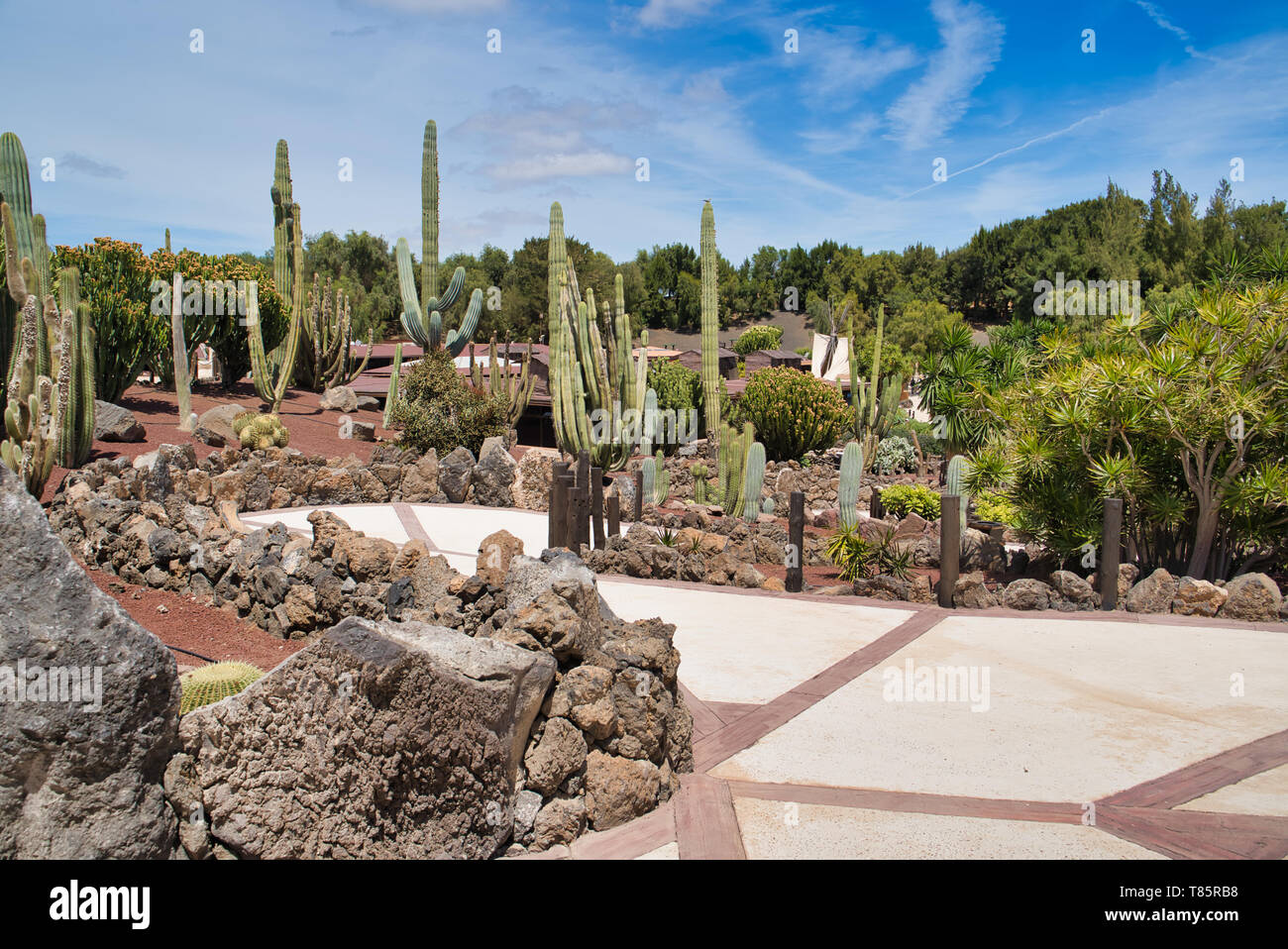 Puerto del carmen, Spain - APRIL 19, 2019: path along tall cactus trees in  Rancho Texas Lanzarote, animal and water Park Stock Photo - Alamy
