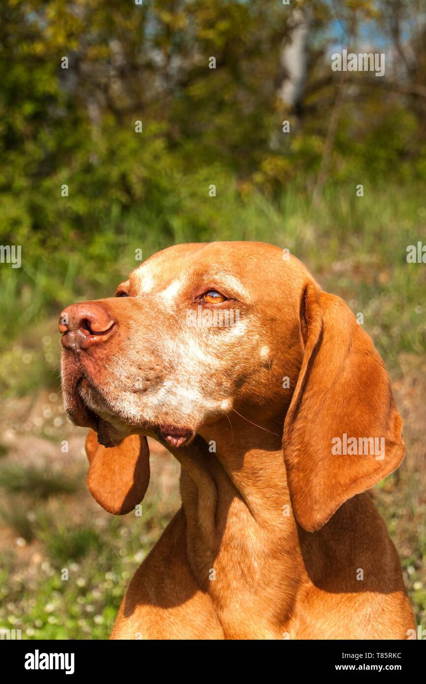 Old hunting dog. Dog on the hunt Stock 