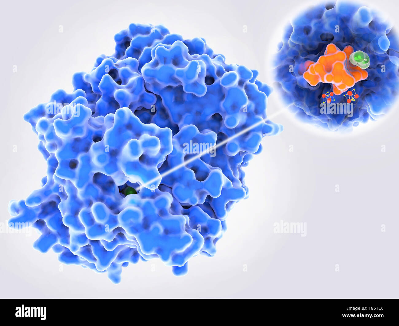 Bacterial dehalogenase enzyme, illustration Stock Photo