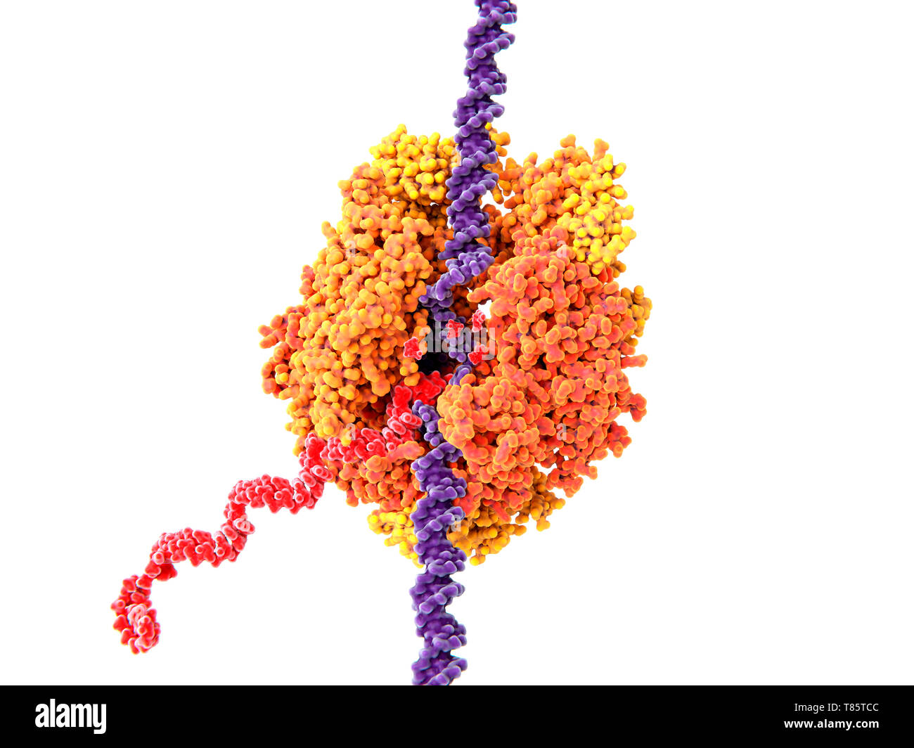 Simple Rna Polymerase Structure