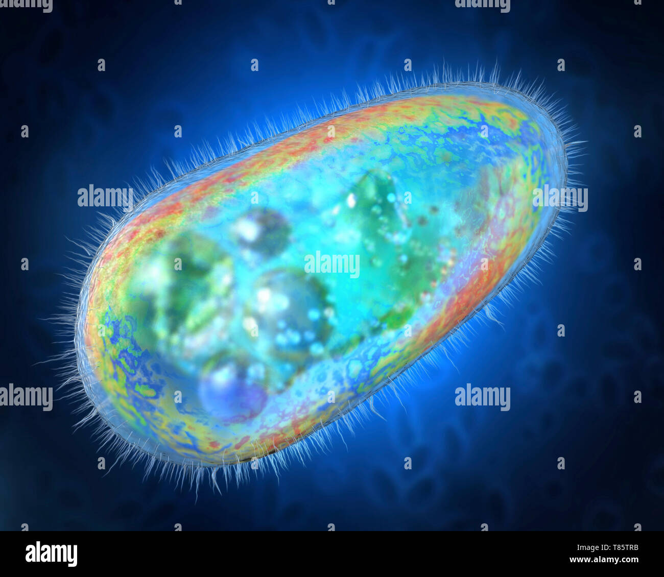 Protozoan, illustration Stock Photo
