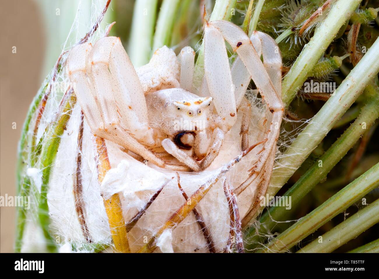 Female crab spider on her nest Stock Photo Alamy