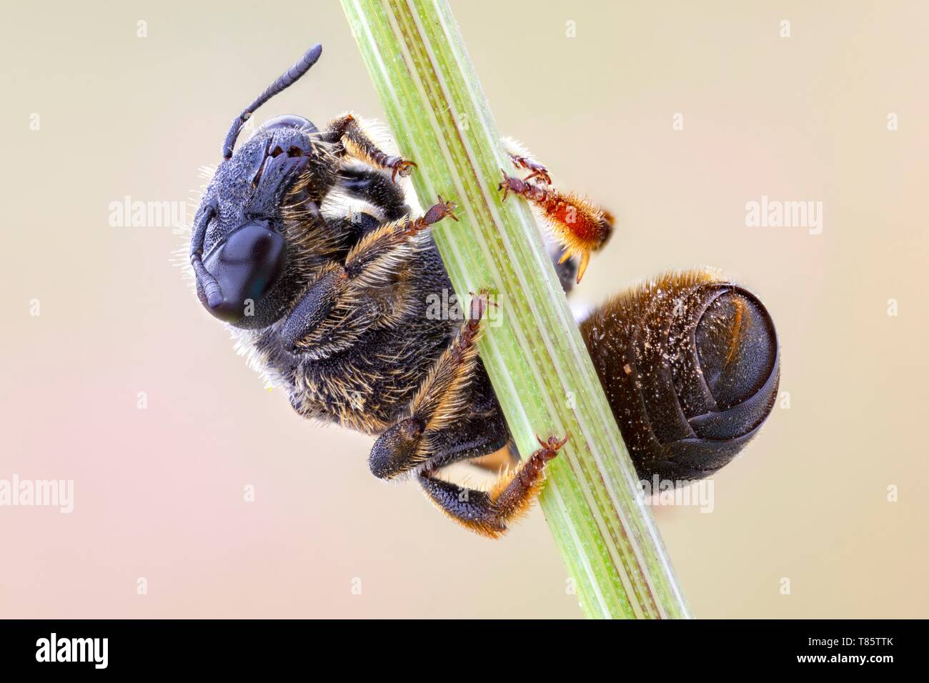 Hymenopteran Stock Photo