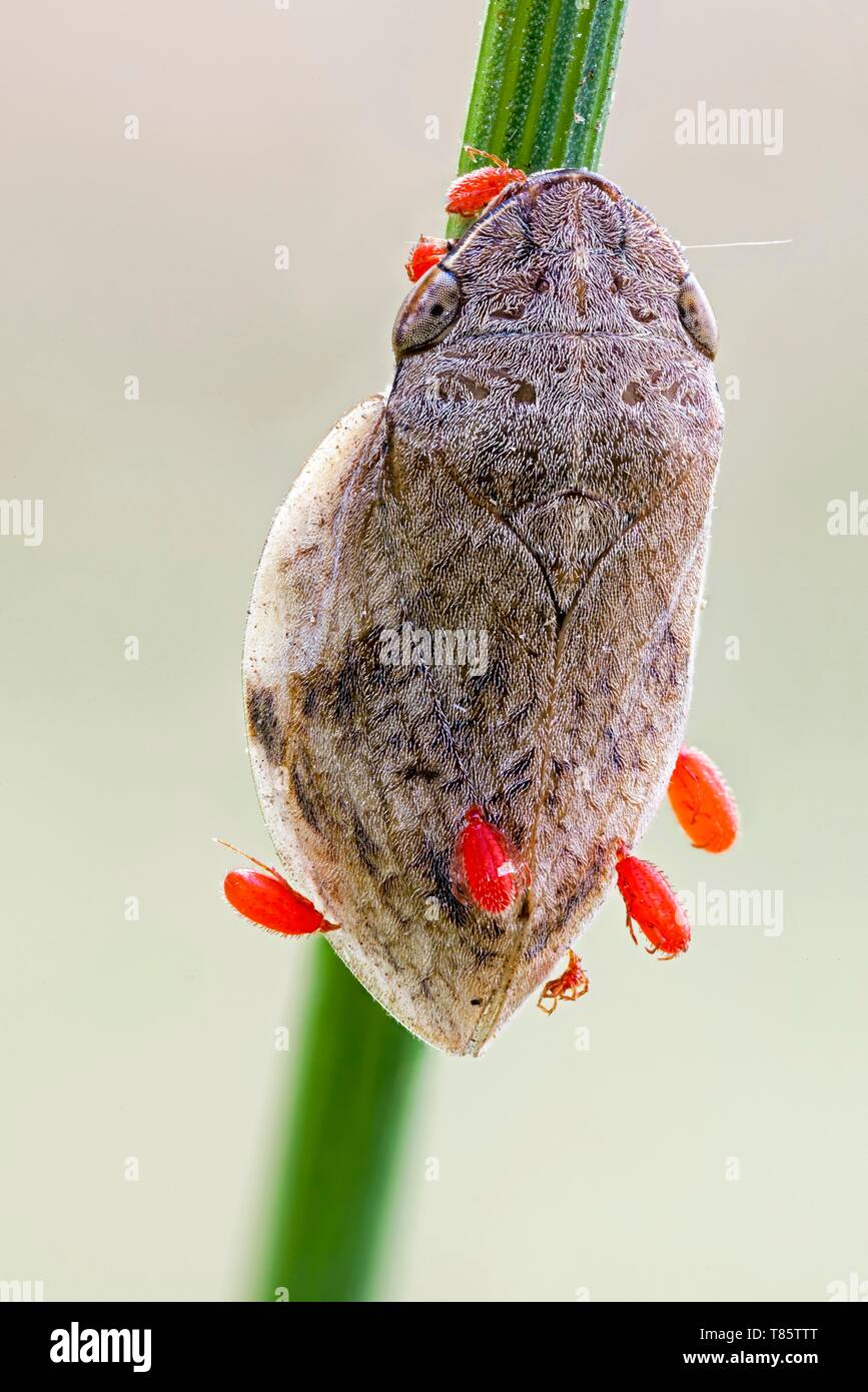 Parasitic red mites on a frog hopper Stock Photo