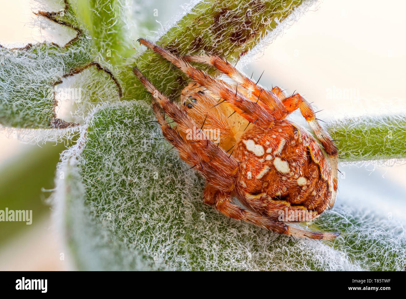 Orange orb weaver spider Stock Photo