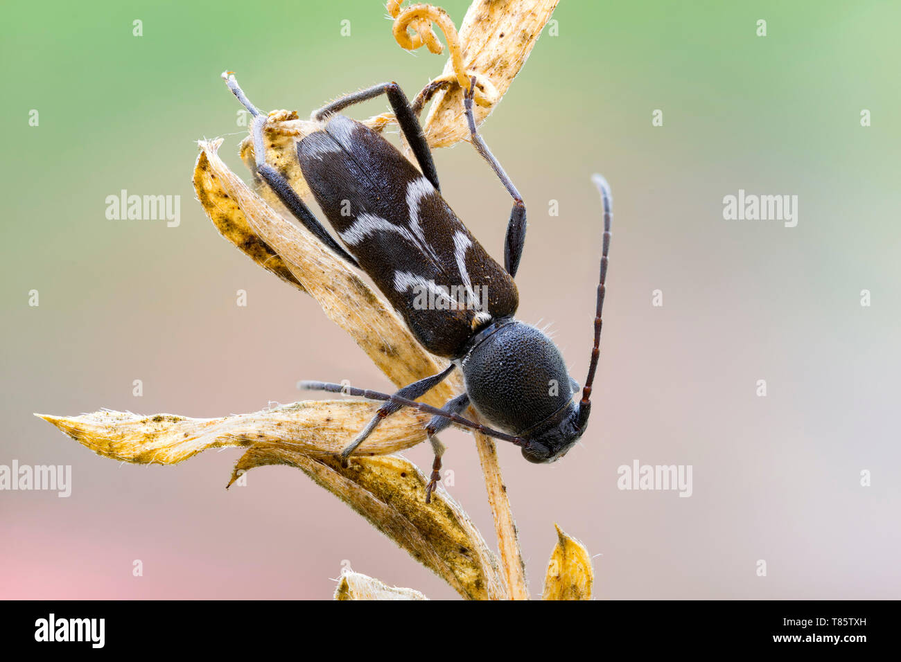 Black longhorn beetle Stock Photo