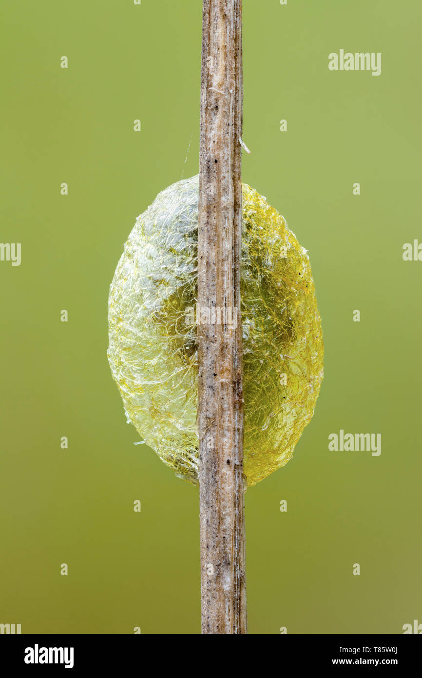 Caterpillar Cocoon Stock Photo Alamy Caterpillar Cocoon Stock Photo Alamy