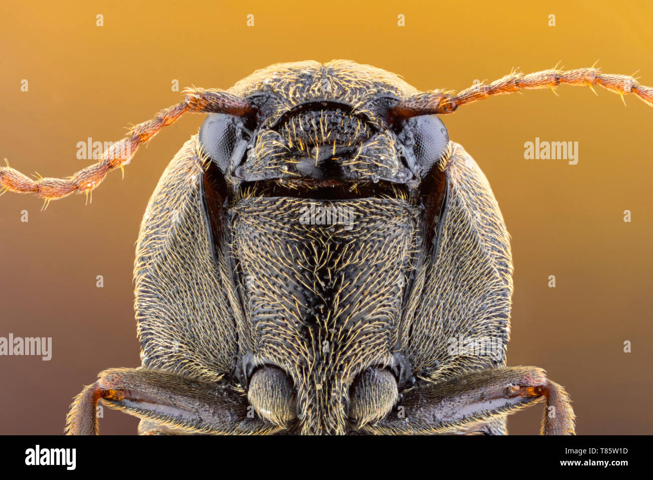 Click beetle Stock Photo