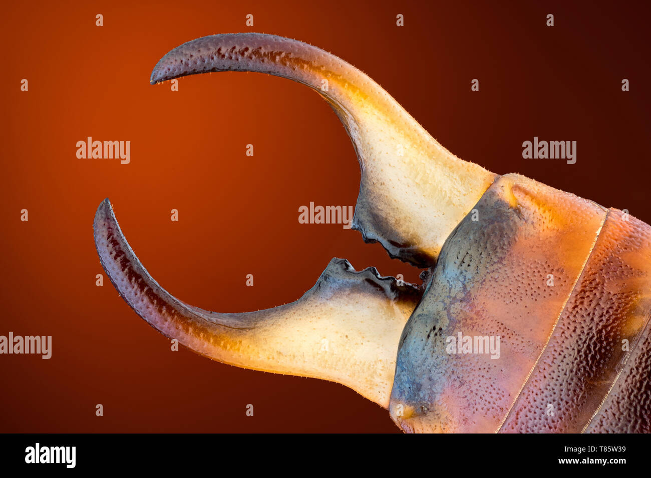 Pincers hires stock photography and images Alamy