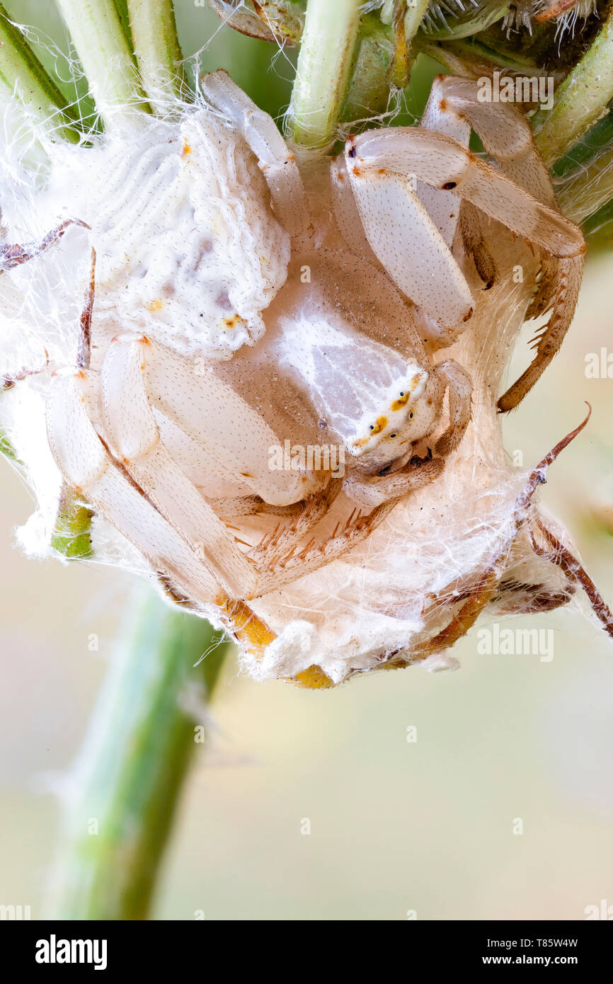 Female crab spider on her nest Stock Photo Alamy