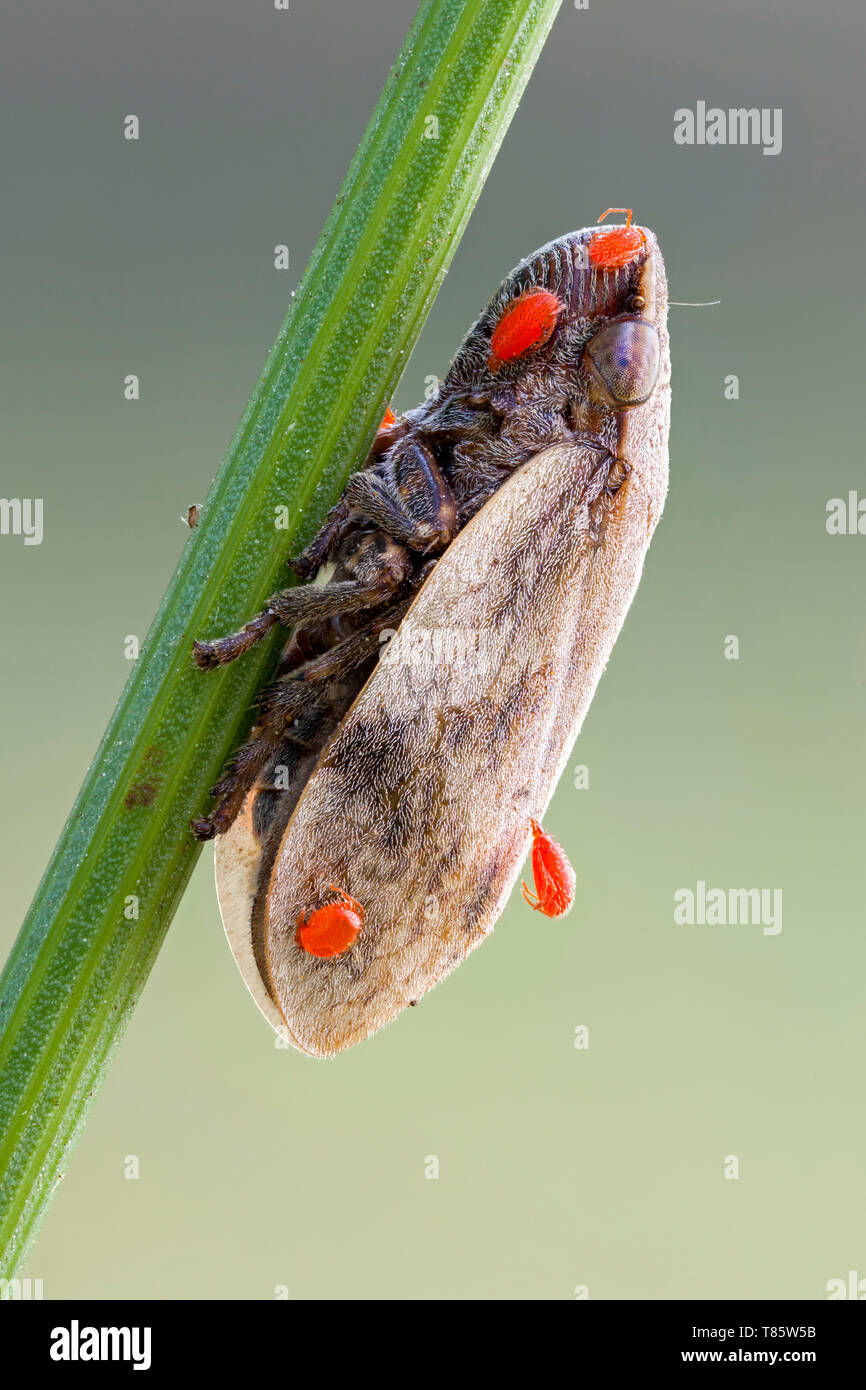 Frog hopper Stock Photo