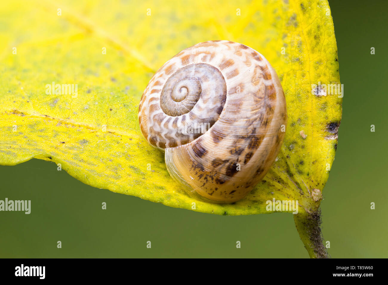 Garden snail hibernating Stock Photo Alamy