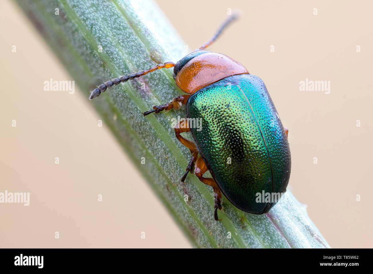 Leaf beetle Stock Photo