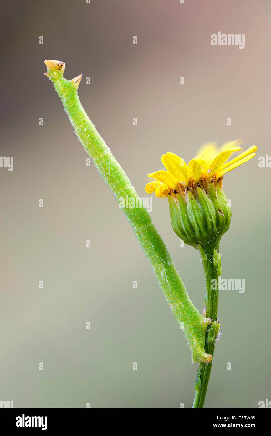 Geometrid moth caterpillar Stock Photo