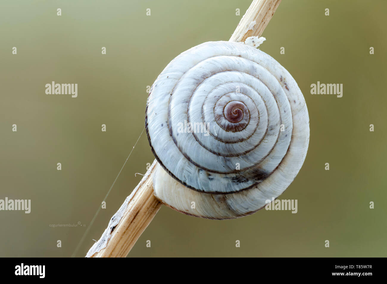 Ground snail hibernation hires stock photography and images Alamy