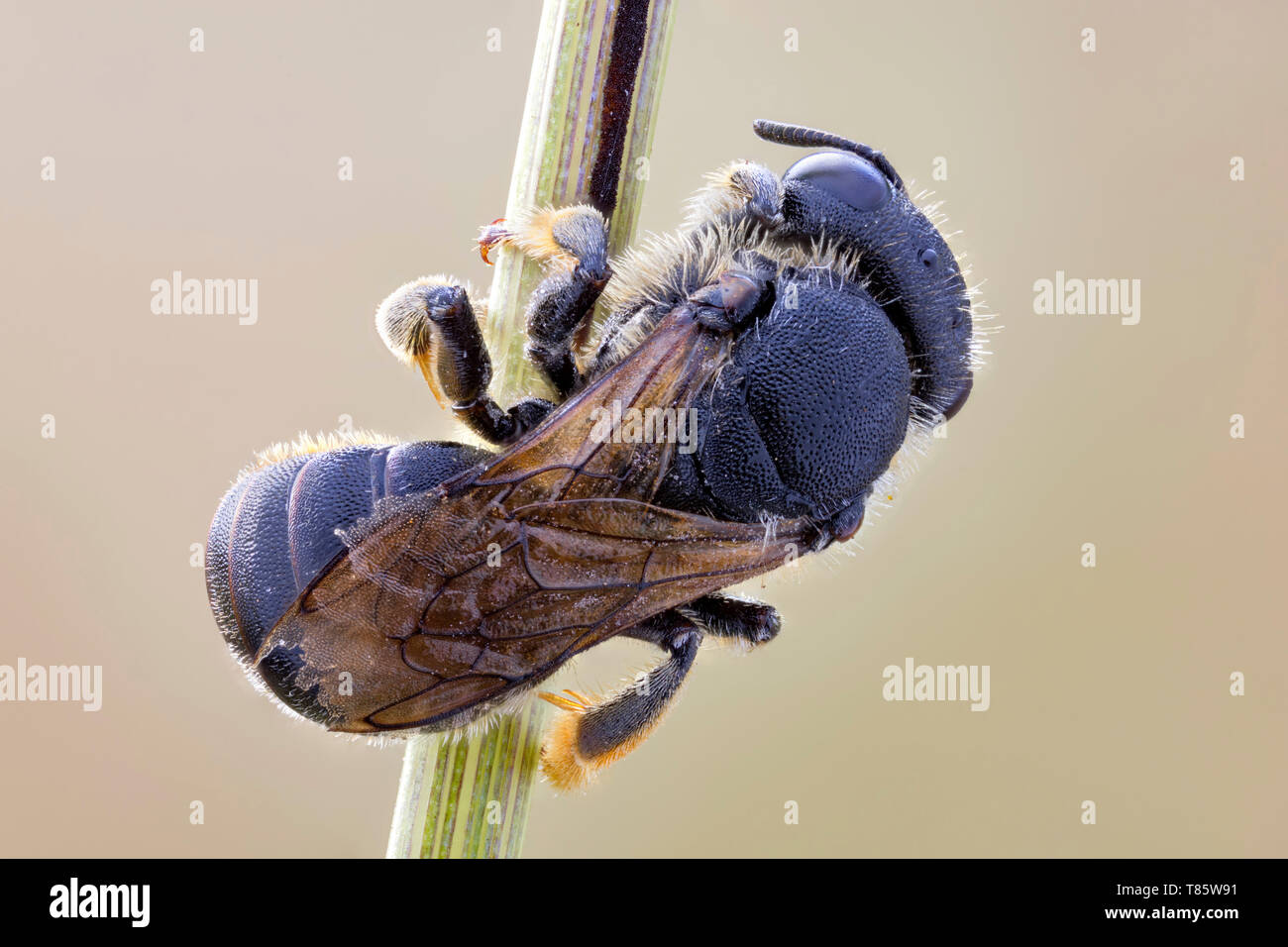 Hymenopteran Stock Photo