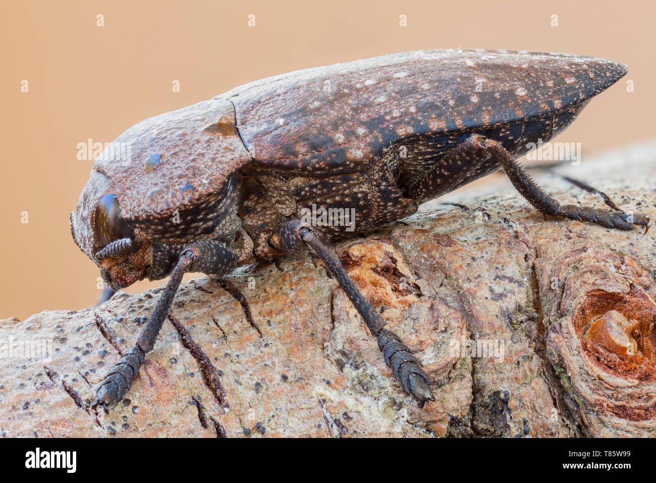 Jewel beetle hi-res stock photography and images - Alamy