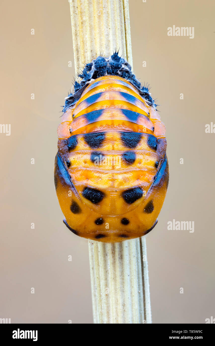 Ladybug pupa Stock Photo