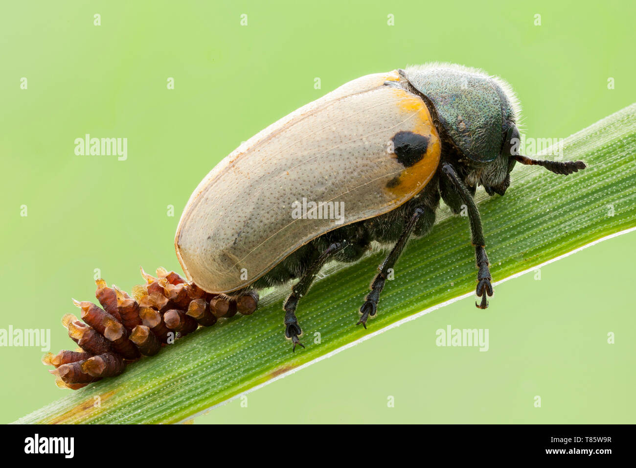 Beetle eggs hires stock photography and images Alamy