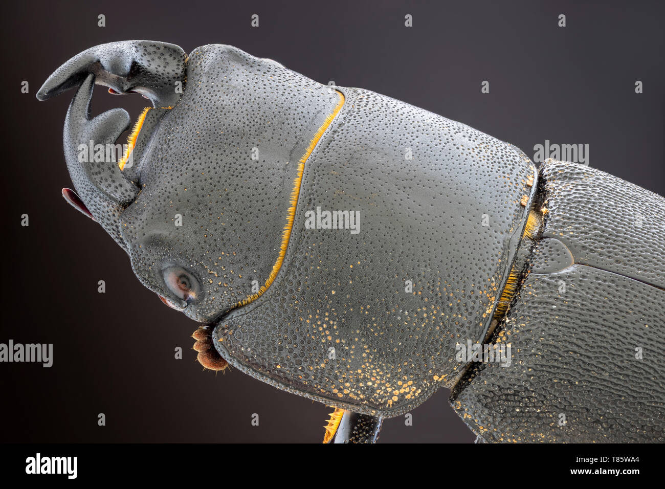 Lesser stag beetle Stock Photo