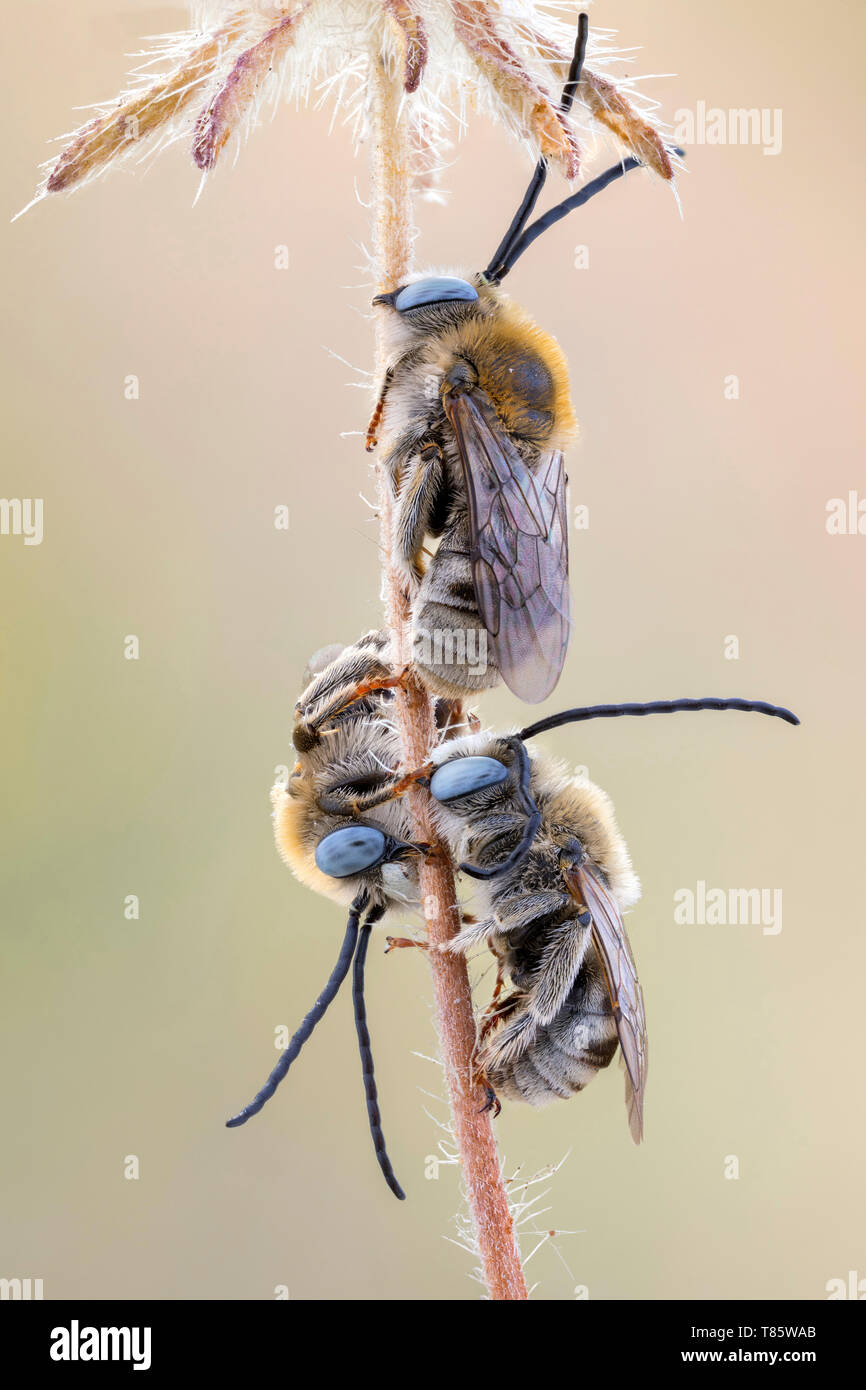 Long Horned Bees Stock Photo