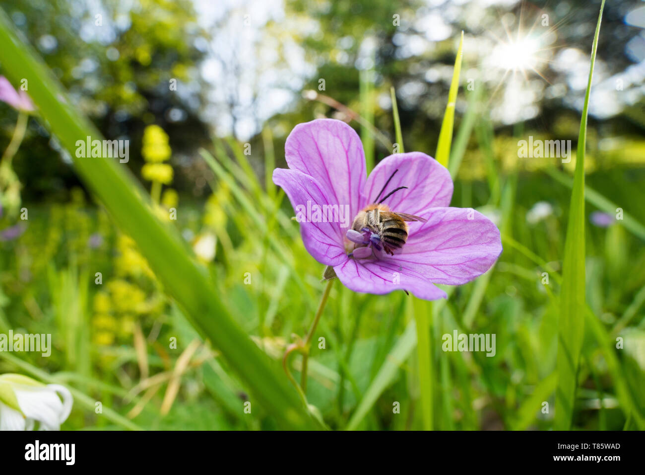 Longhorned bee Stock Photo