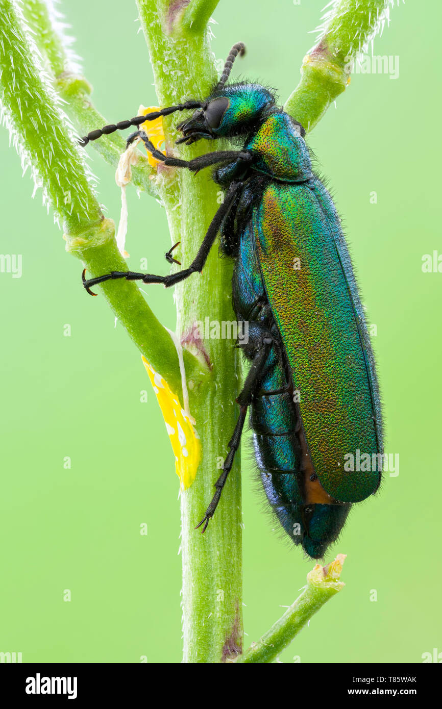 Spanish fly hi-res stock - images Alamy and photography