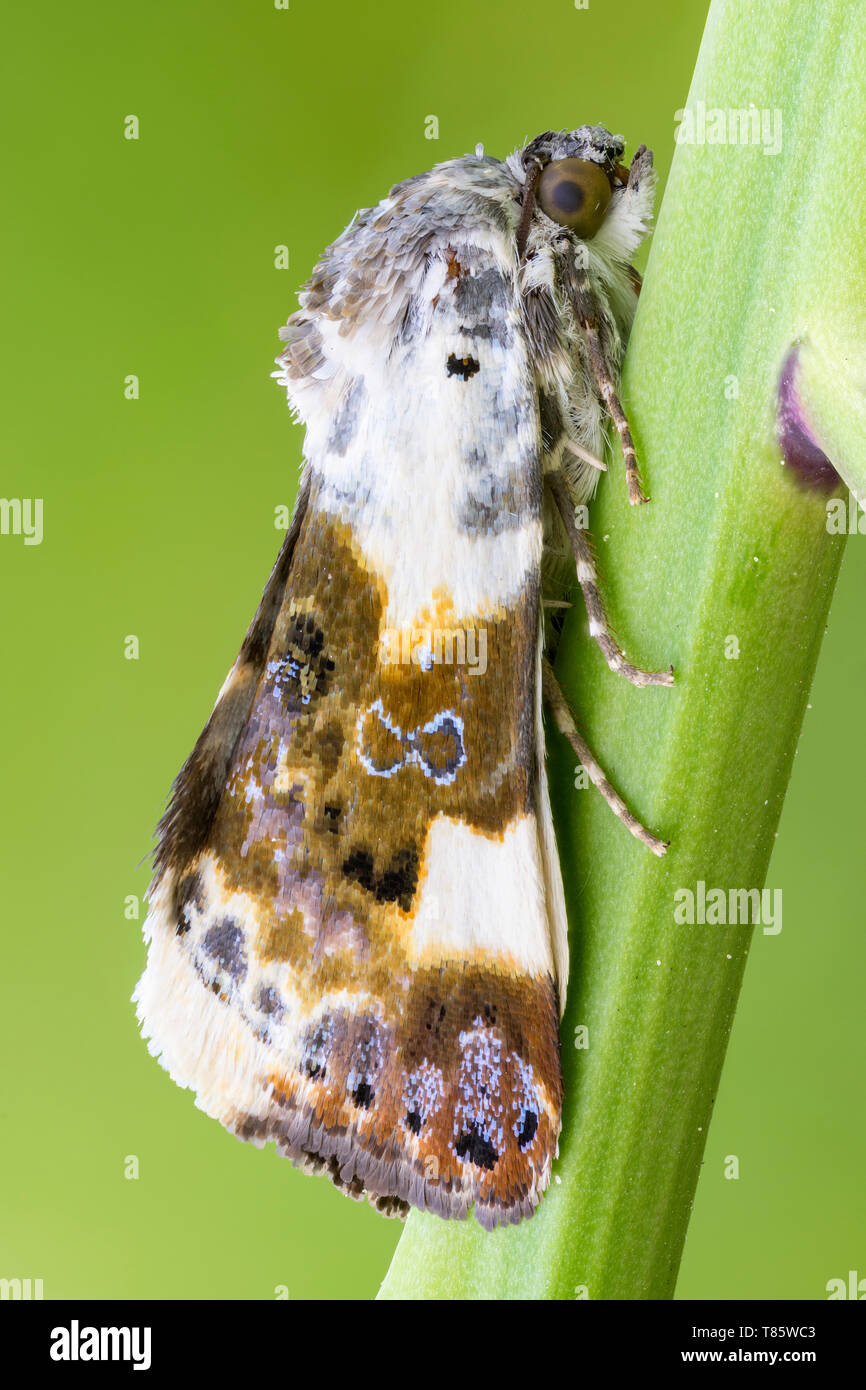 Noctuid moth Stock Photo