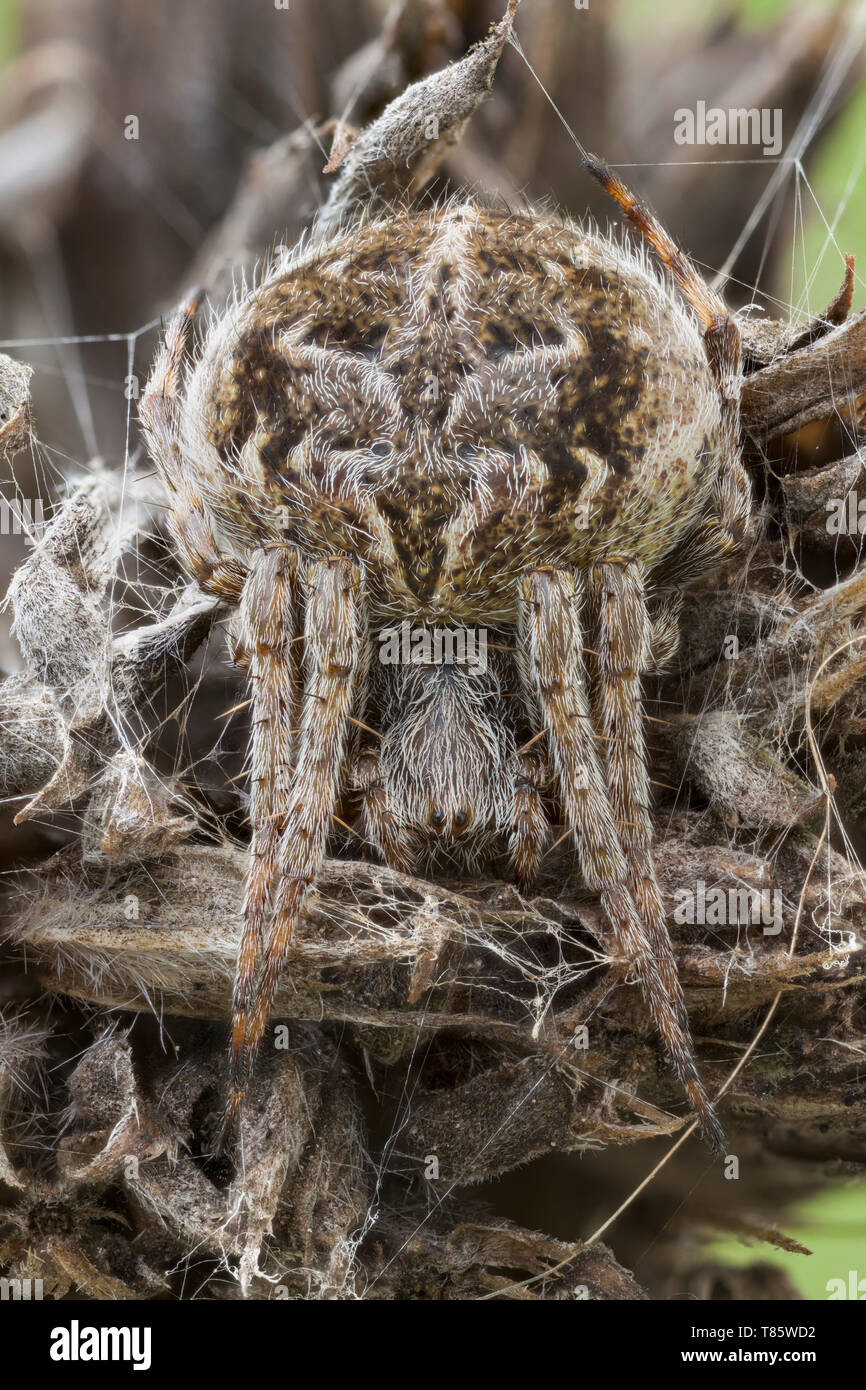 Camouflaged orbweaver spider Stock Photo