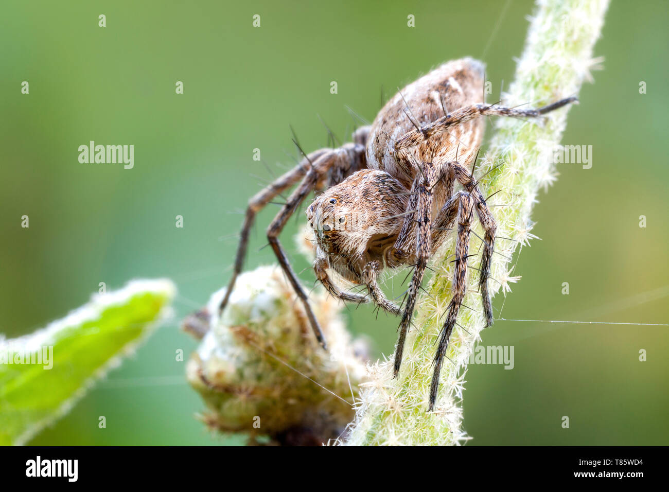 Lynx spider Stock Photo