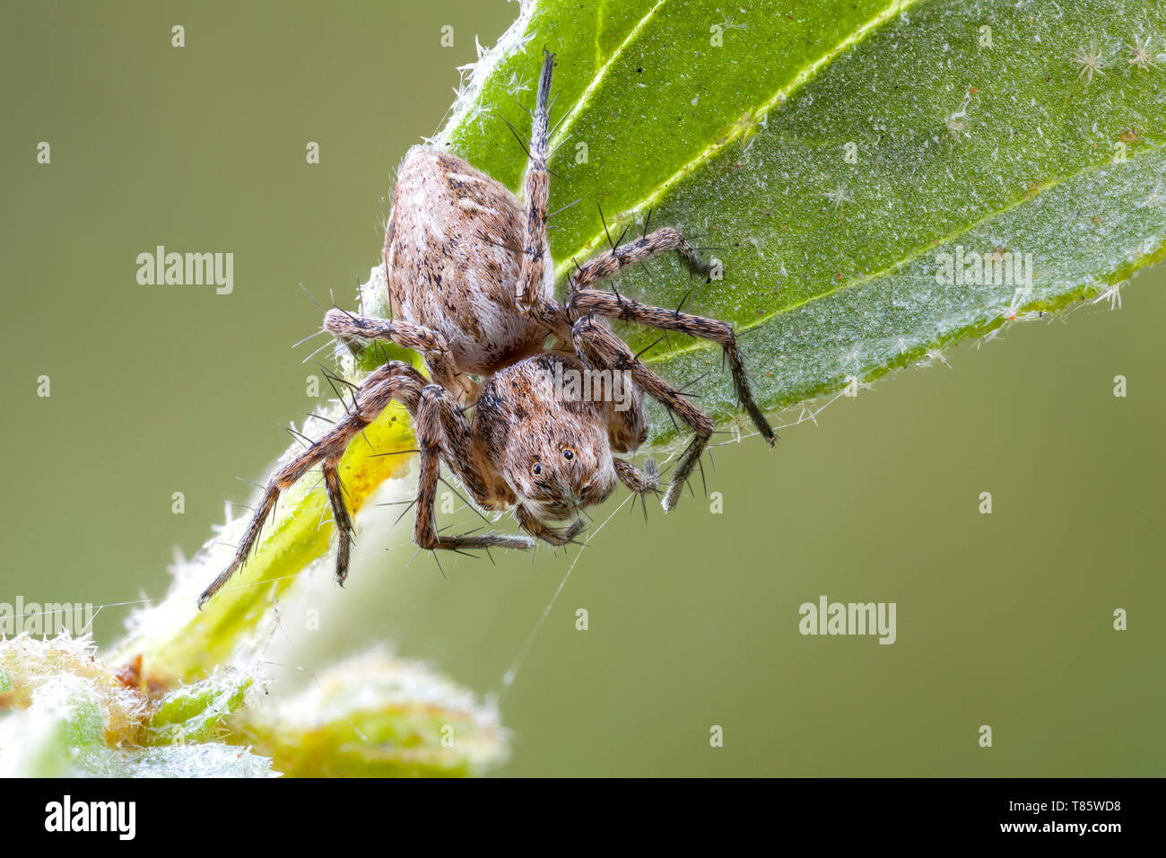 Lynx spider Stock Photo