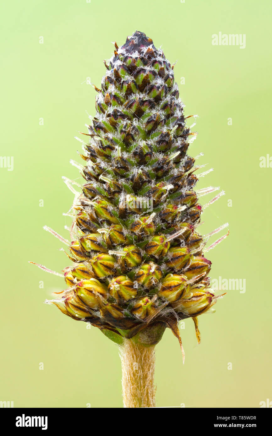 Ribwort plantain (Plantago lanceolata) seed head Stock Photo