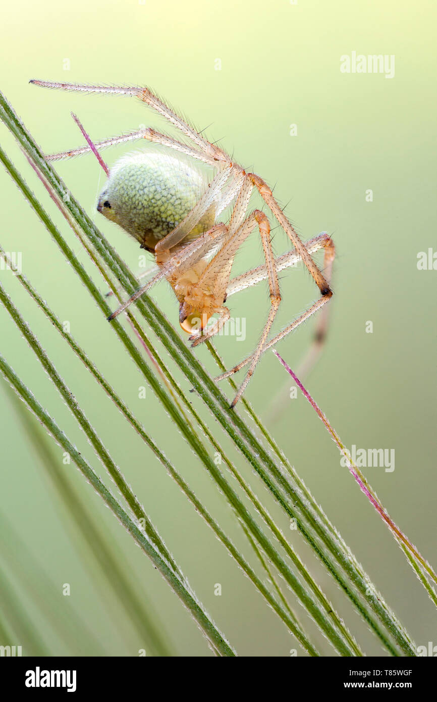 Sheetweb spider Stock Photo