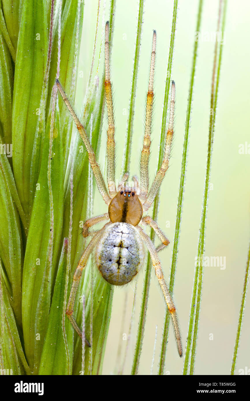 Sheetweb spider Stock Photo