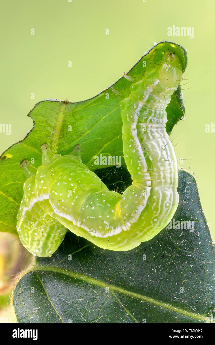 Silver Y moth caterpillar Stock Photo
