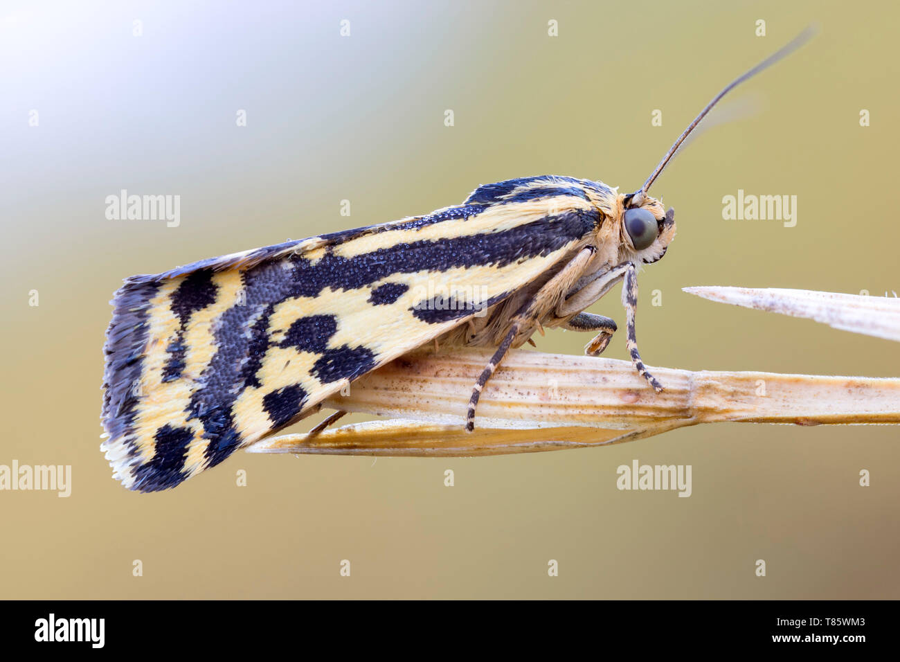 Tiger moth Stock Photo