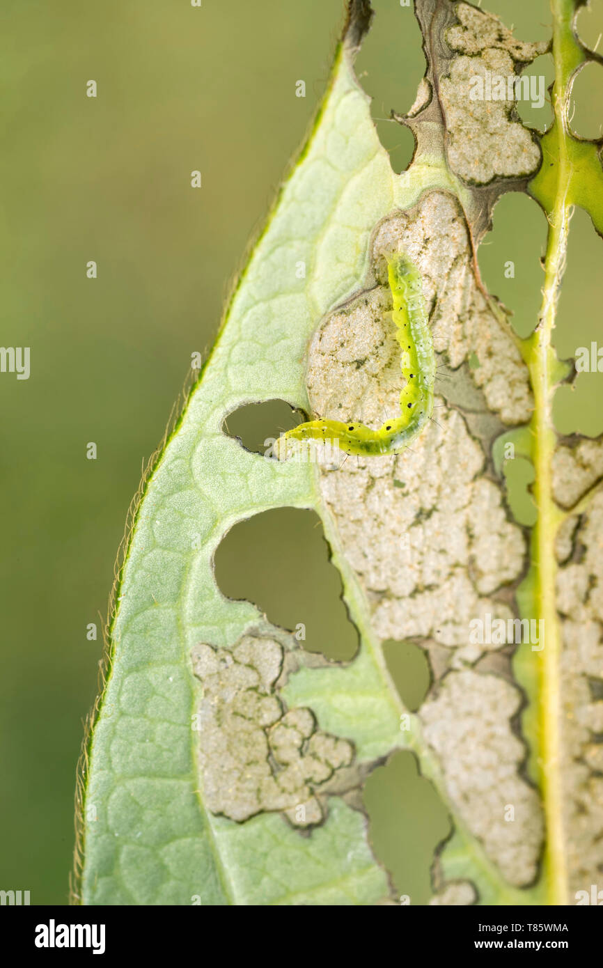Silver y moth caterpillar Stock Photo