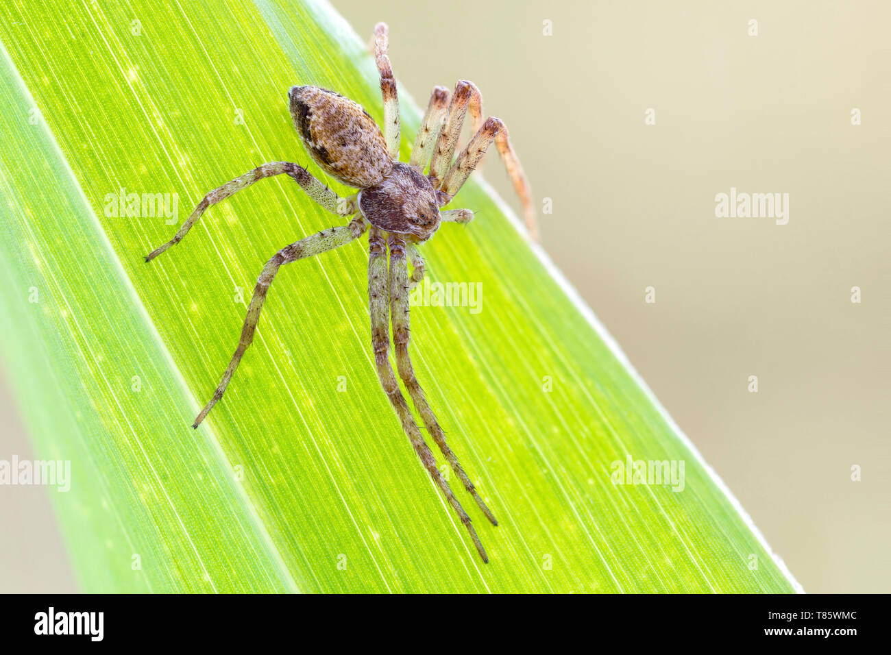 Tmarus crab spider Stock Photo
