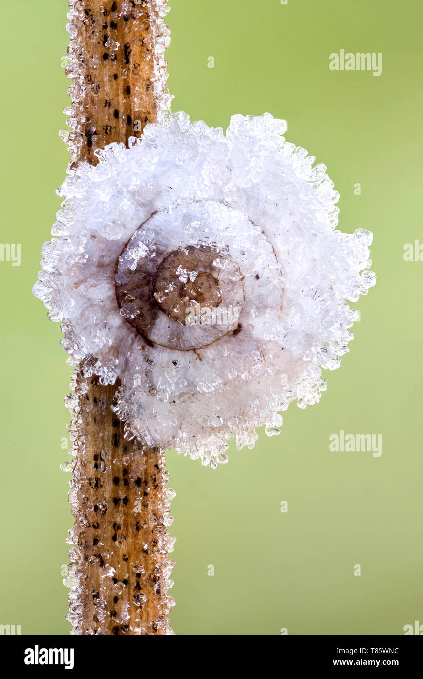 Frost-covered snail Stock Photo