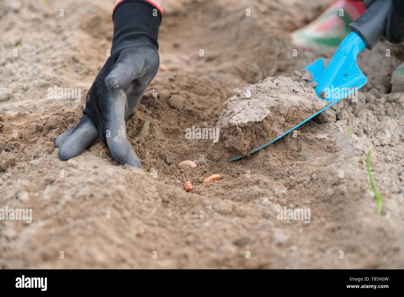 Spring planting seeds of legumes beans. Close up of woman hand in gloves with garden tools working with ground. Stock Photo