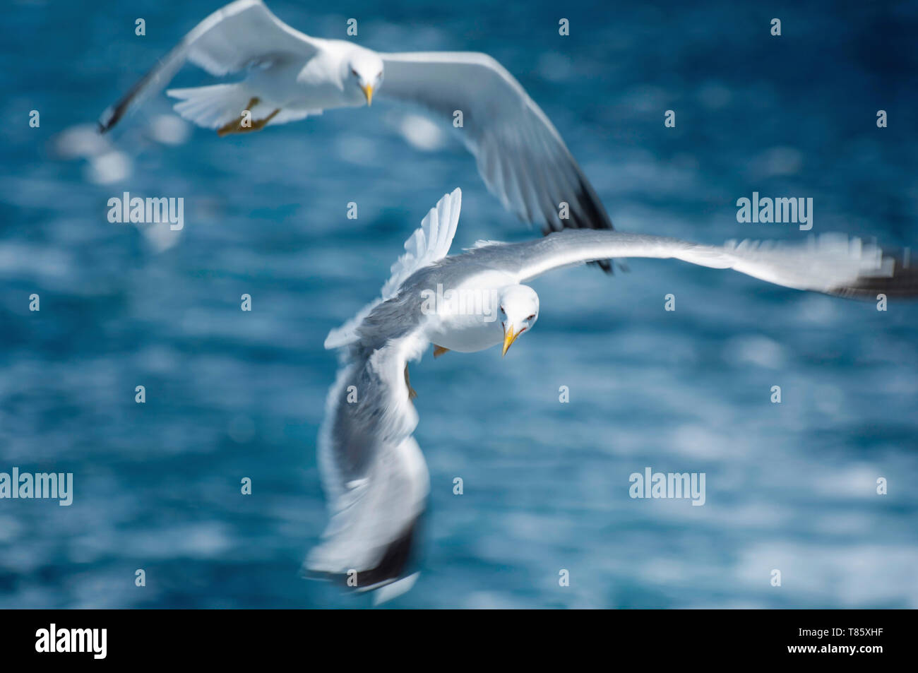 Seagulls in flight Stock Photo