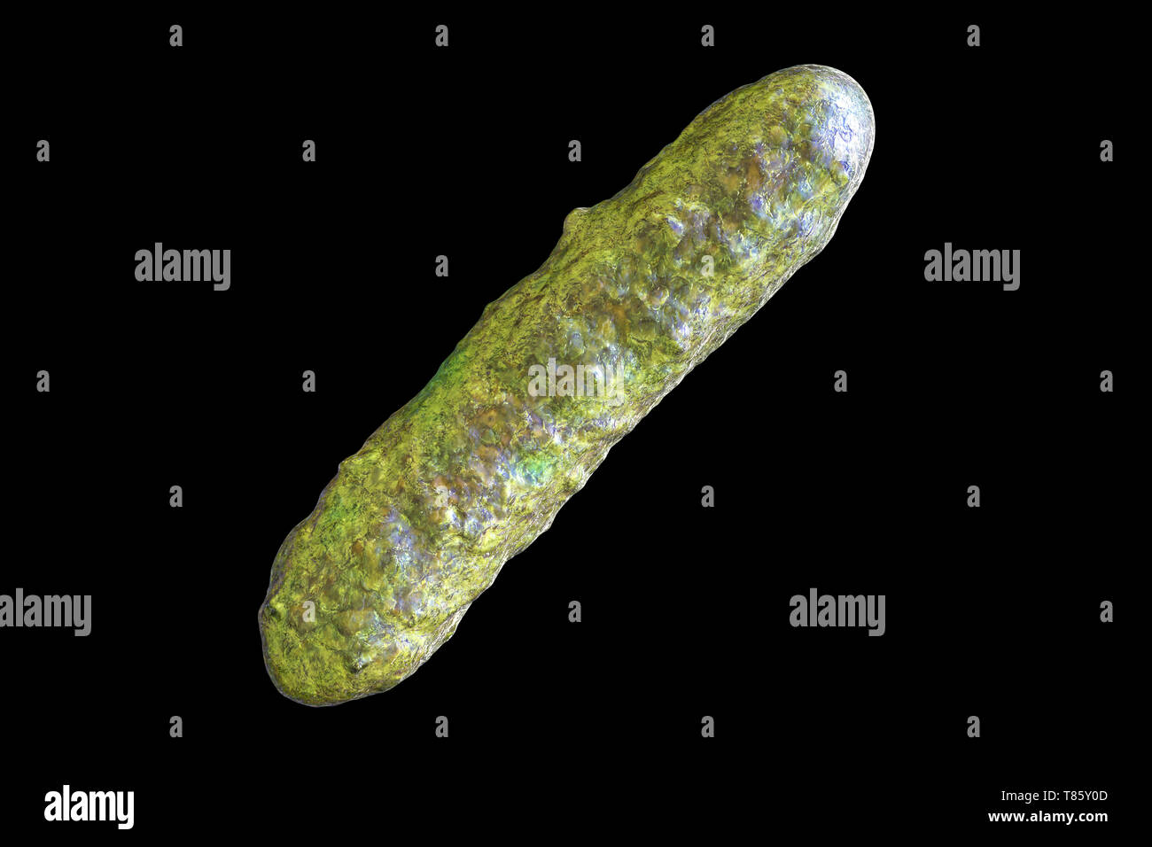 Bacterium, illustration Stock Photo